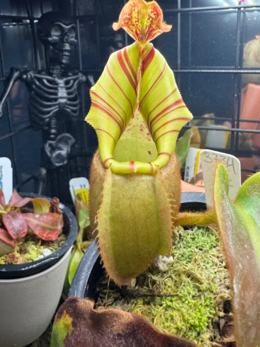 Nepenthes Veitchii 'BE-3734' by LushGrows