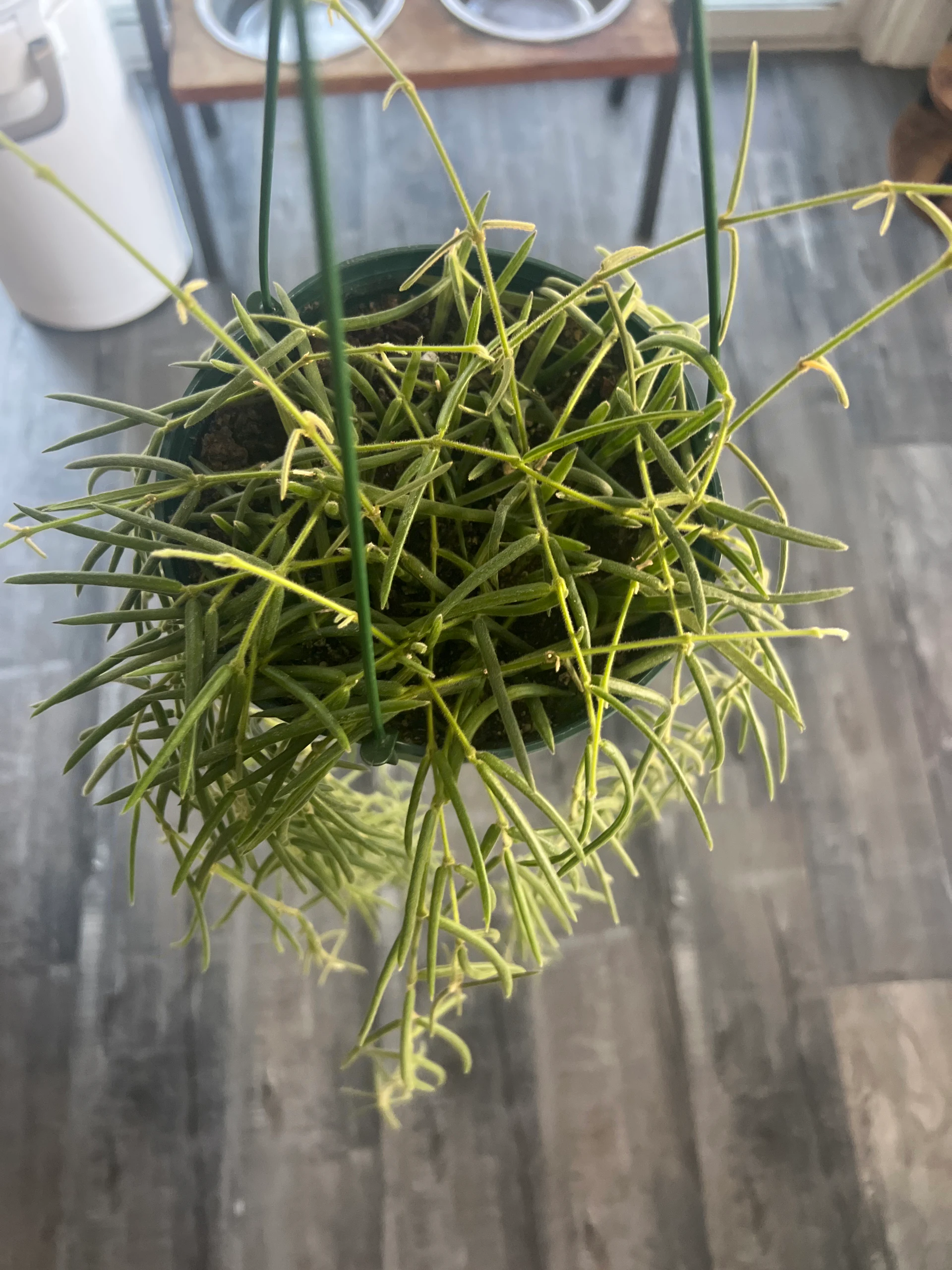 Hoya linearis by alohamora