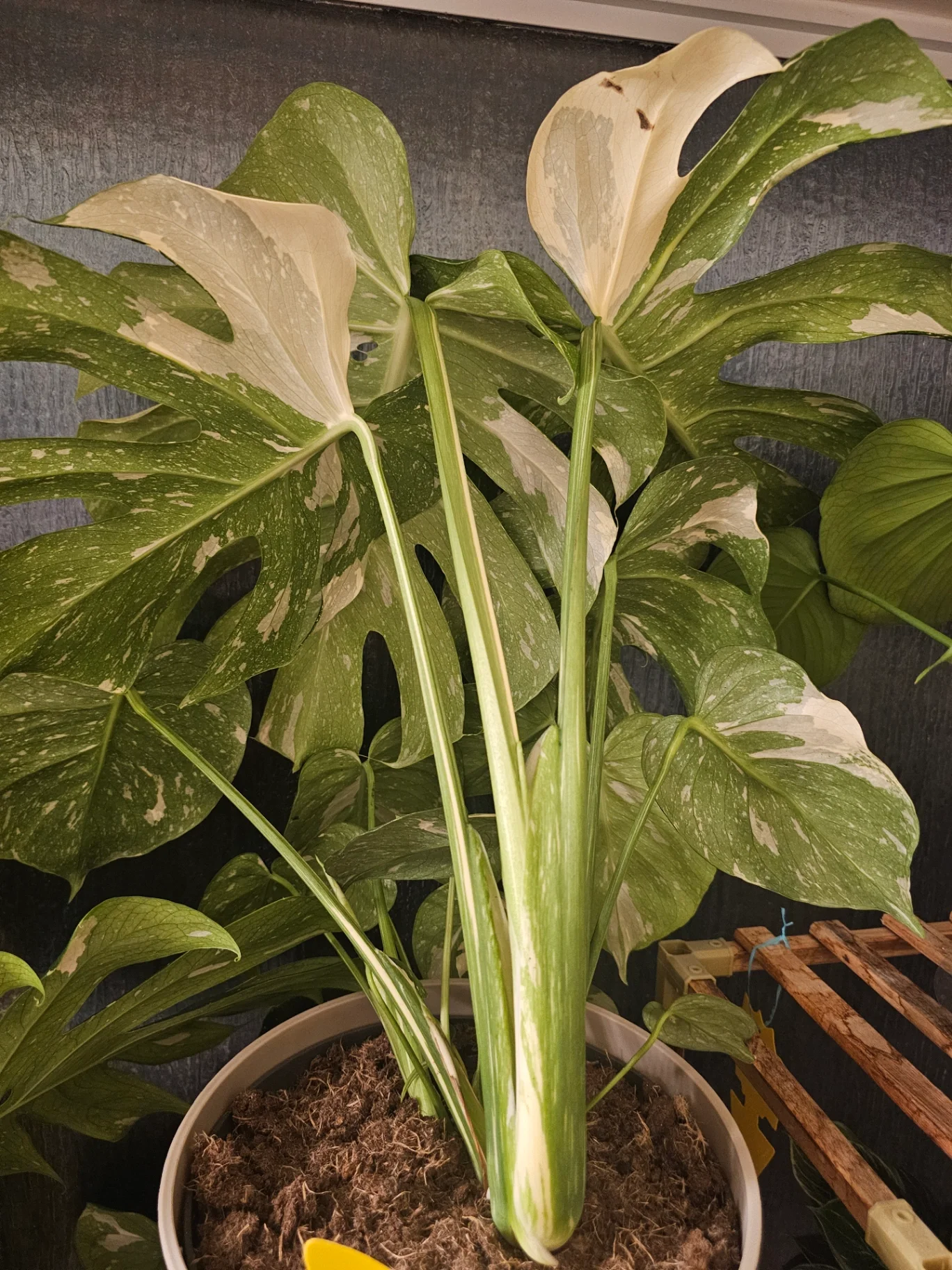 Monstera deliciosa 'Thai Constellation' by Mslatinatx73