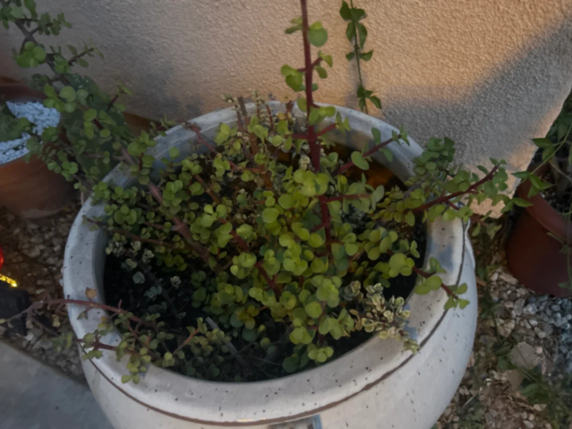 Portulacaria afra by Variegatedstringofchaos