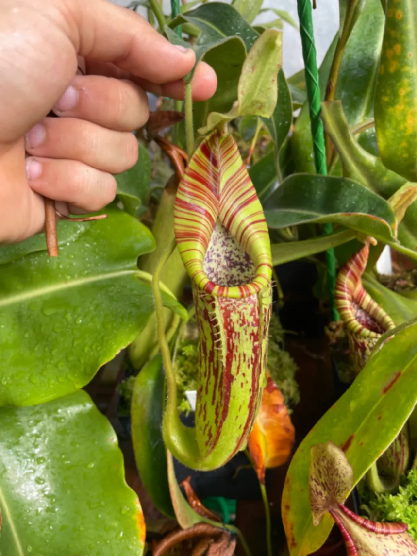 Nepenthes fusca by David
