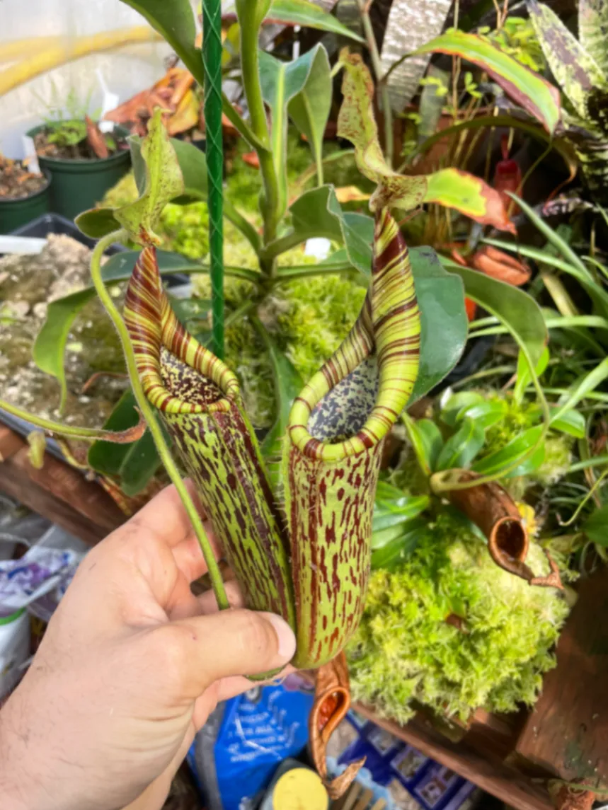 Nepenthes fusca by David