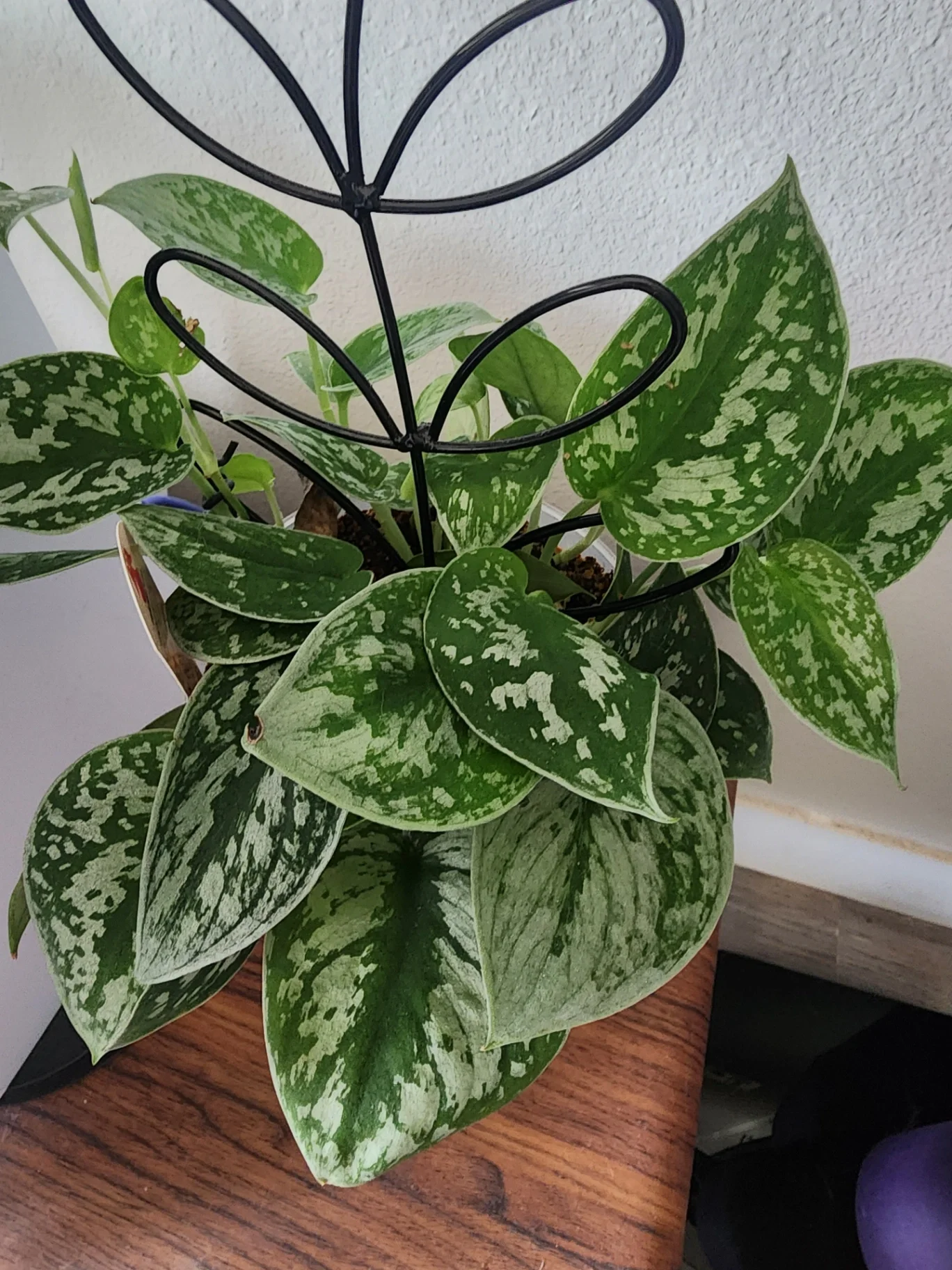 Scindapsus pictus 'Exotica' by supermegaplantblog