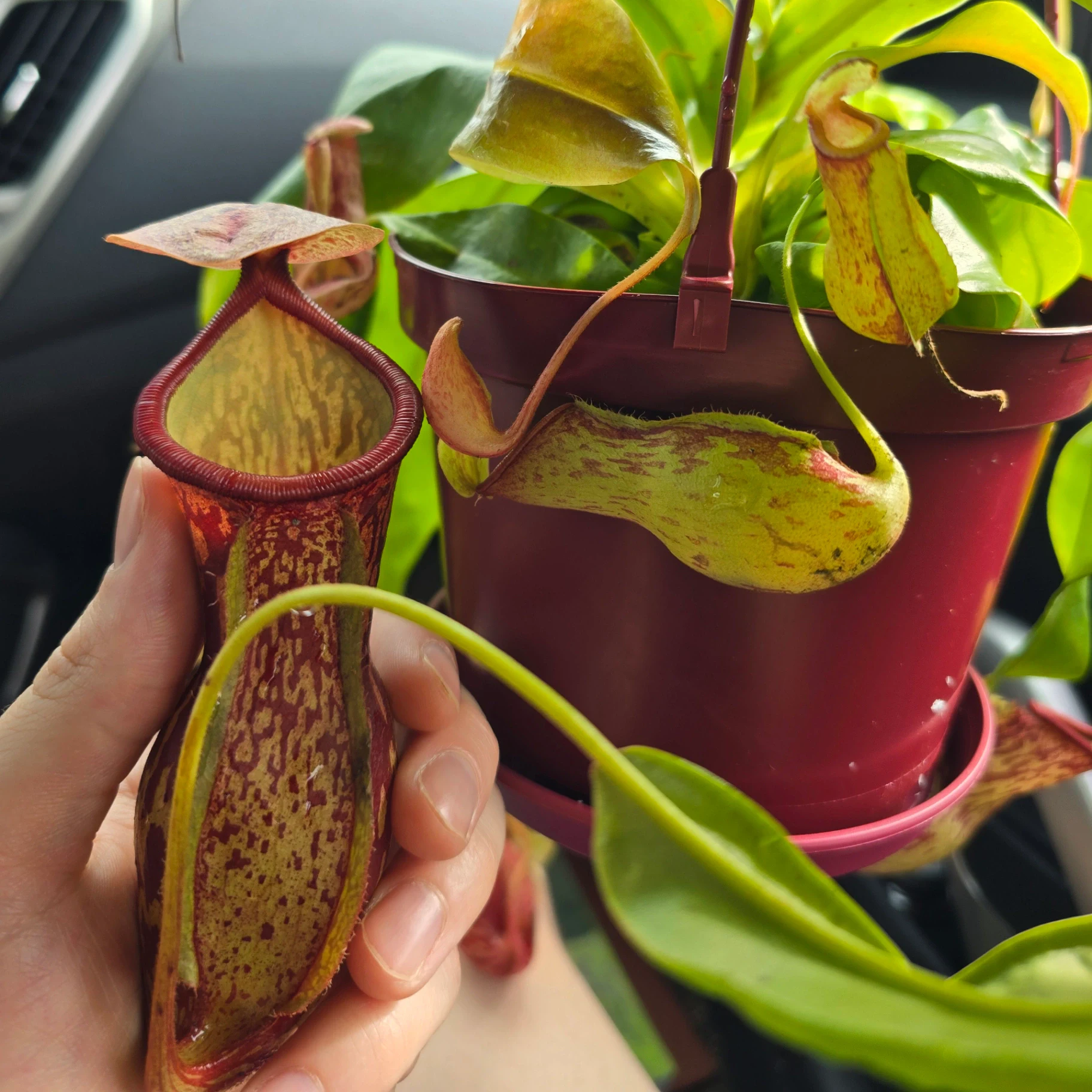 Nepenthes Gaya by atomic-alchemist