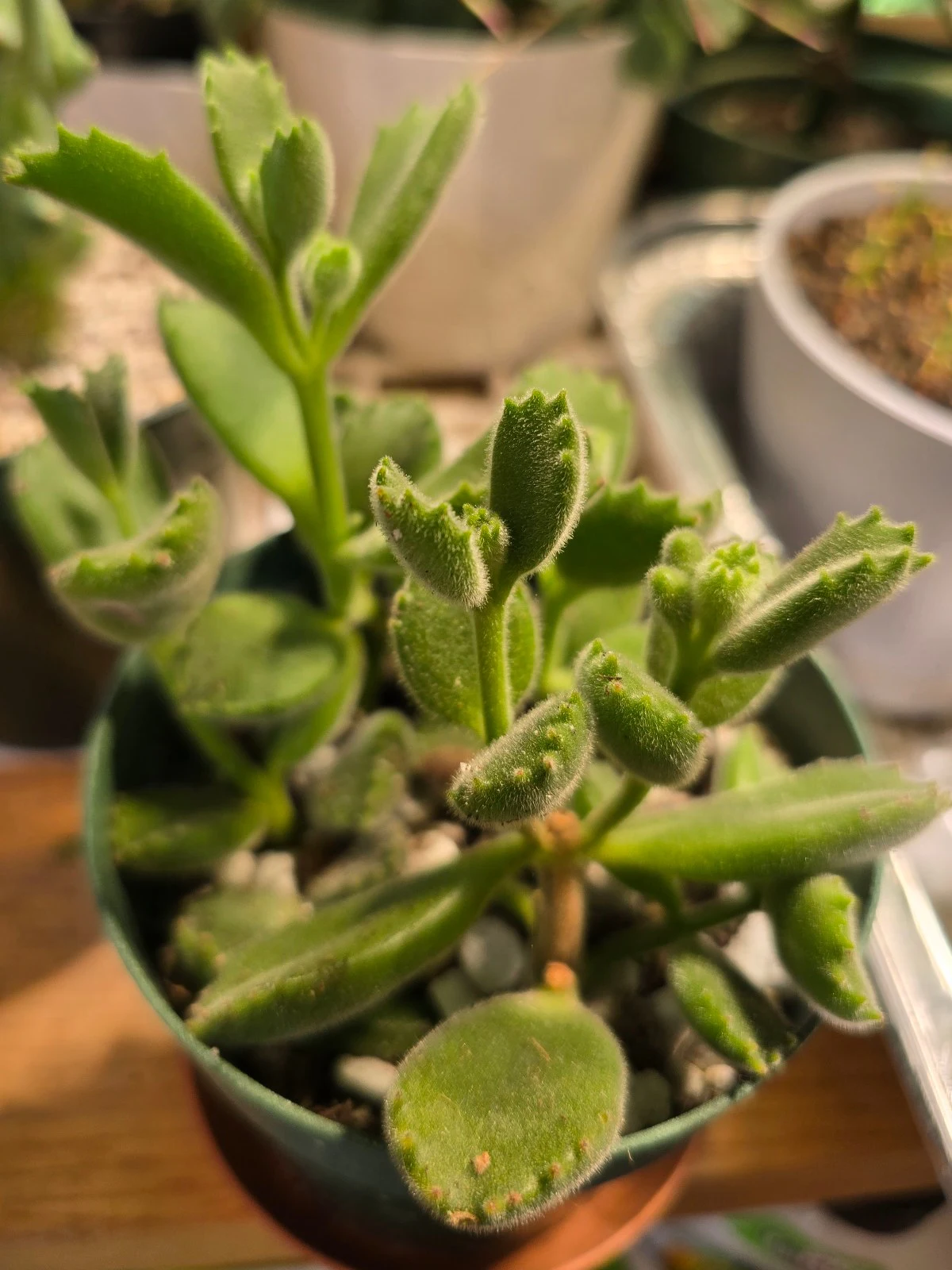 Cotyledon tomentosa by atomic-alchemist