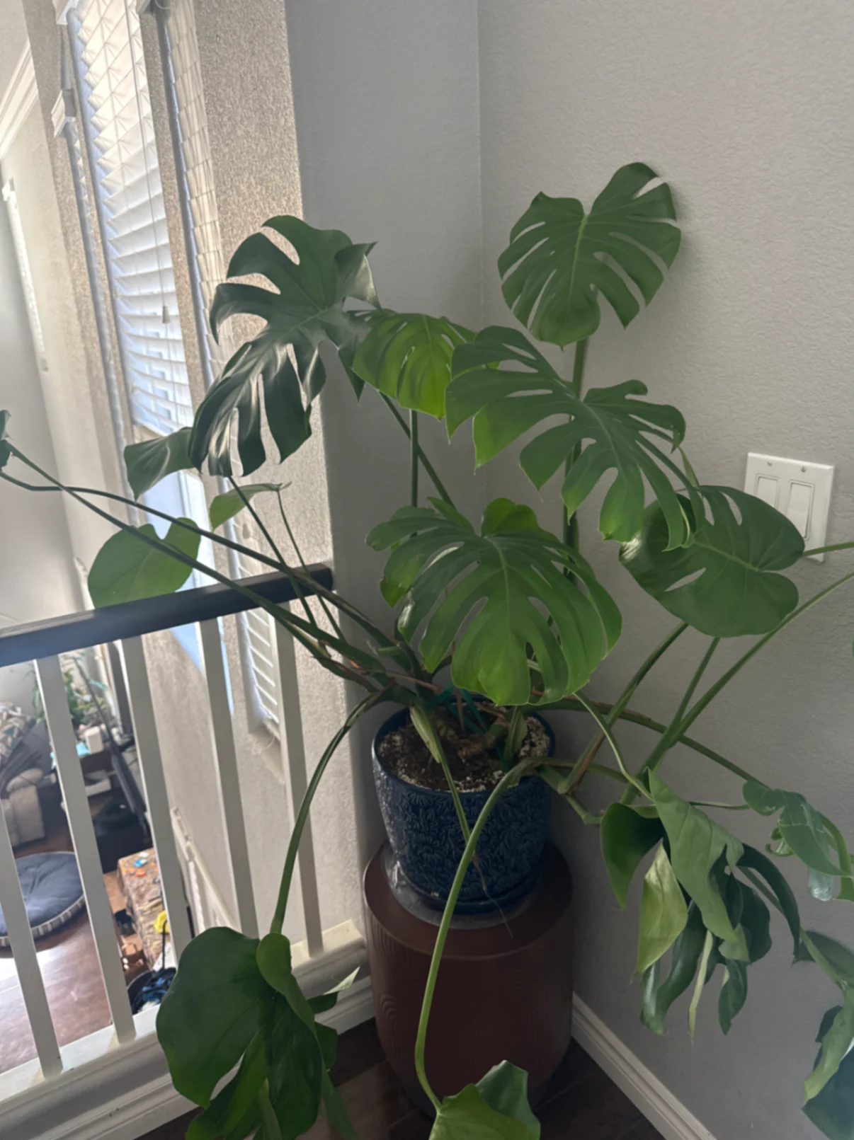 Monstera deliciosa by kkalekas