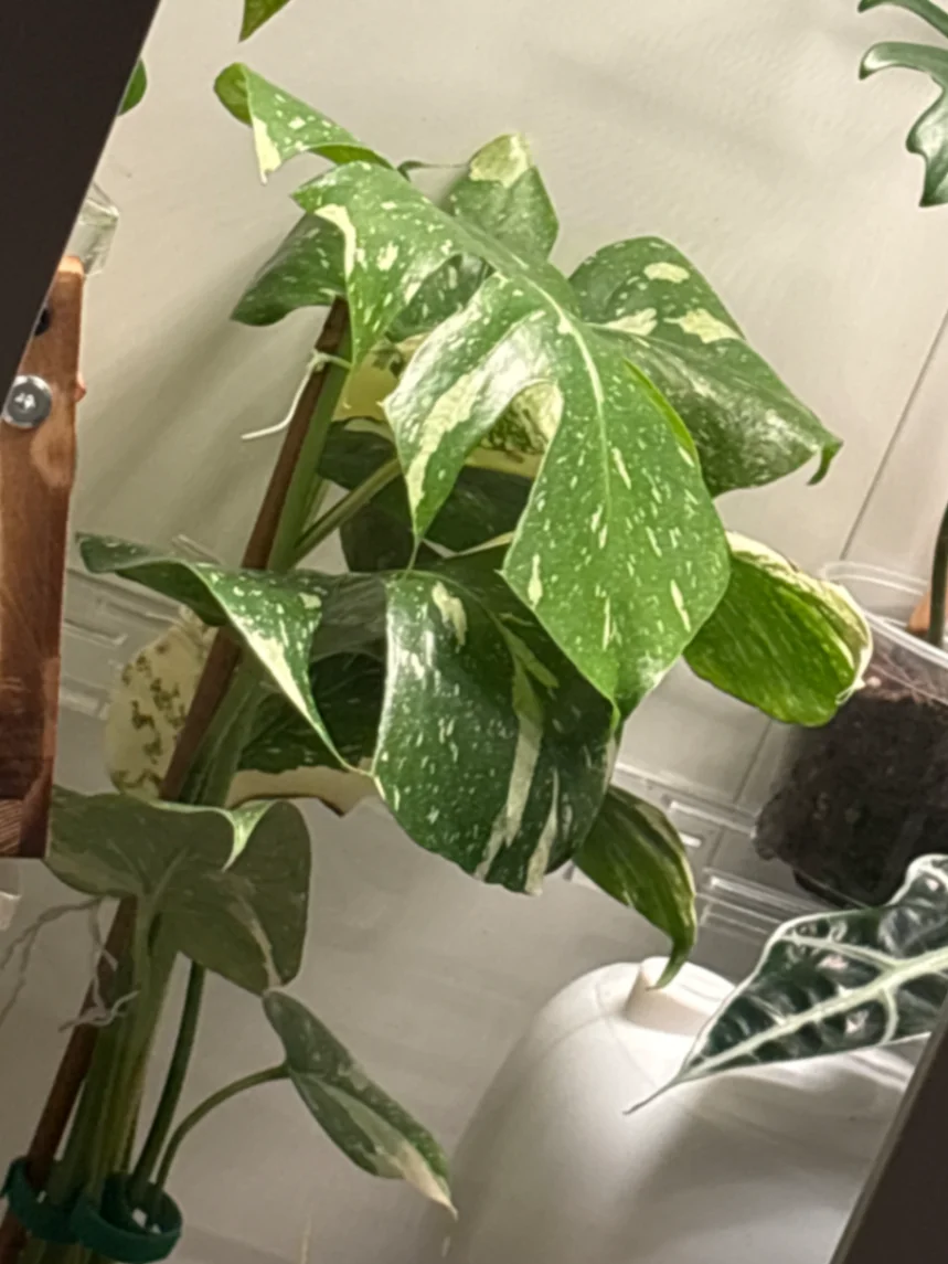 Monstera deliciosa 'Thai Constellation' by Htxjuan