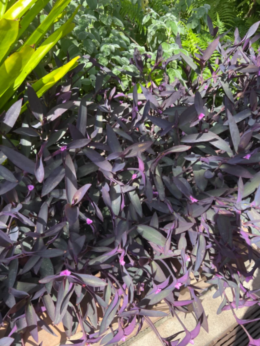 Tradescantia pallida 'Purpurea' by markymark