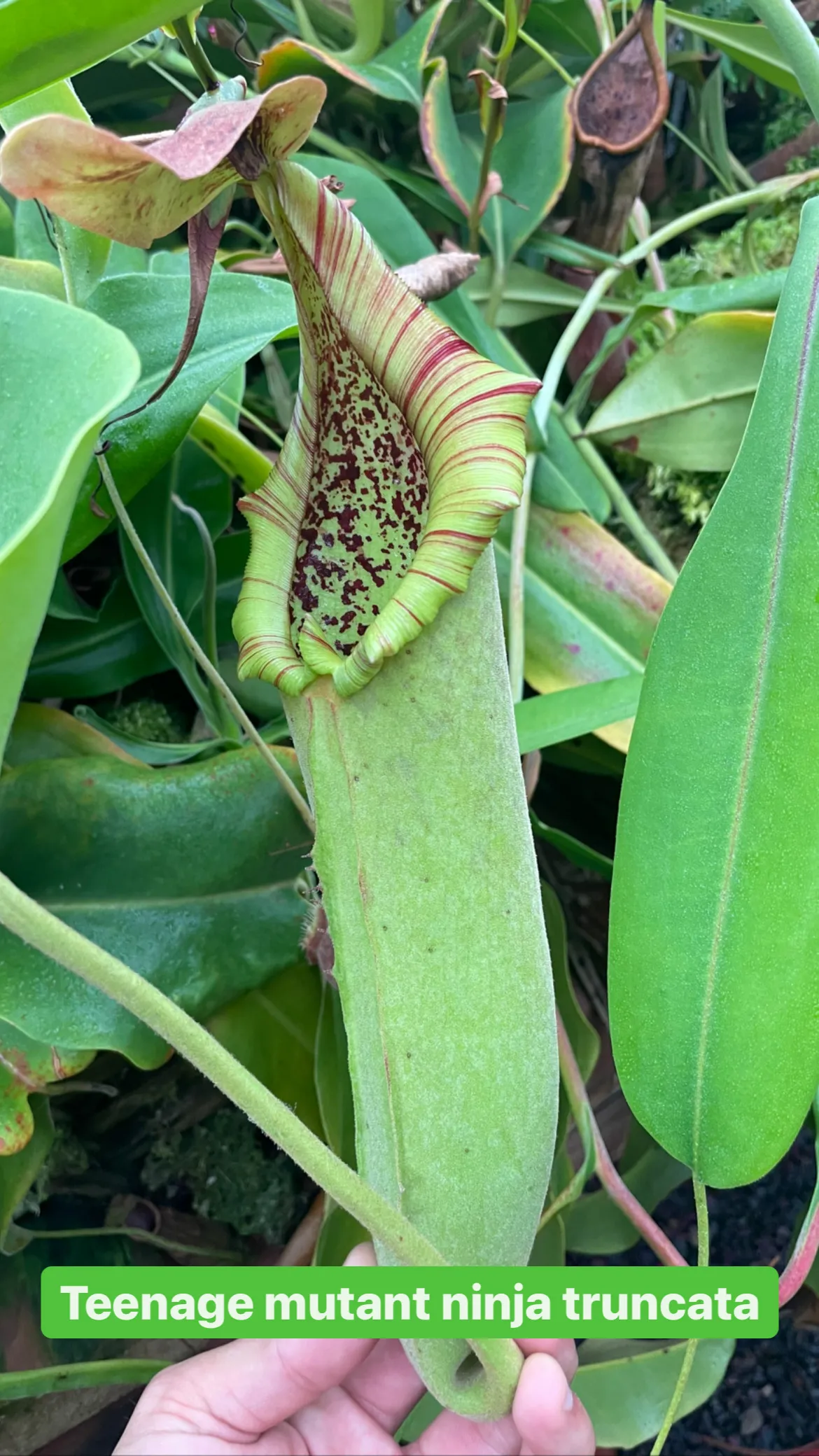 Nepenthes truncata by David