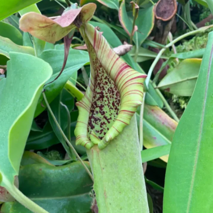 Nepenthes truncata by David