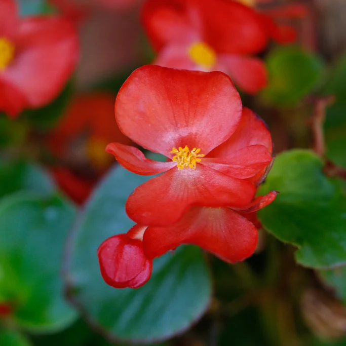 Begonia 'Casper' 'Casper' by adolfoosorio