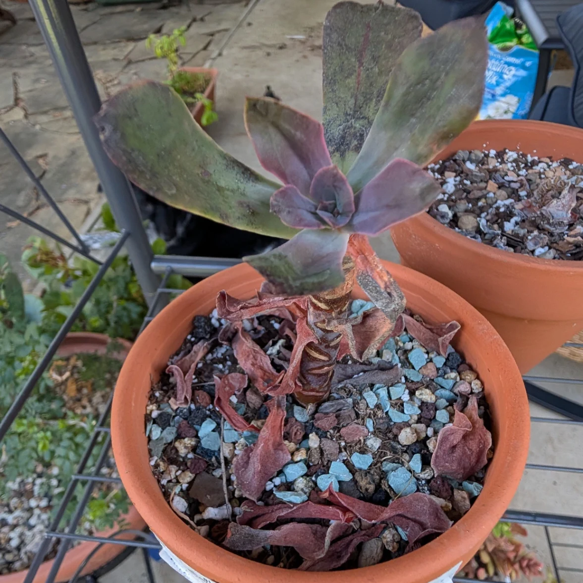 Echeveria by mosswooddrive