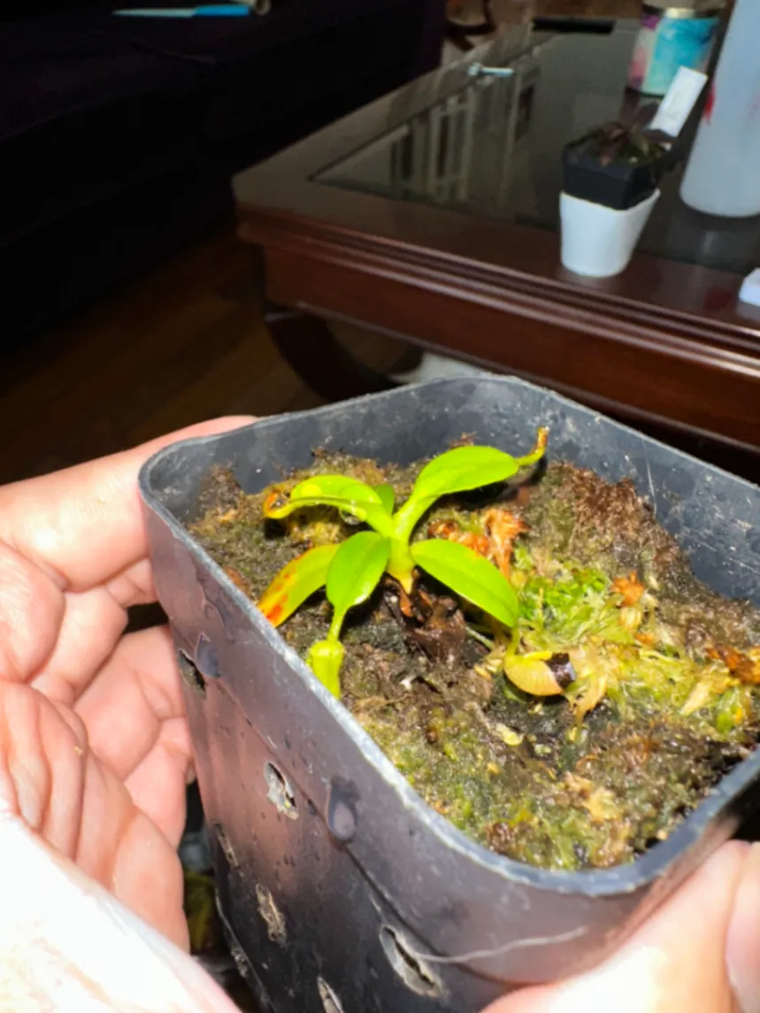 Nepenthes Villosa by marklt