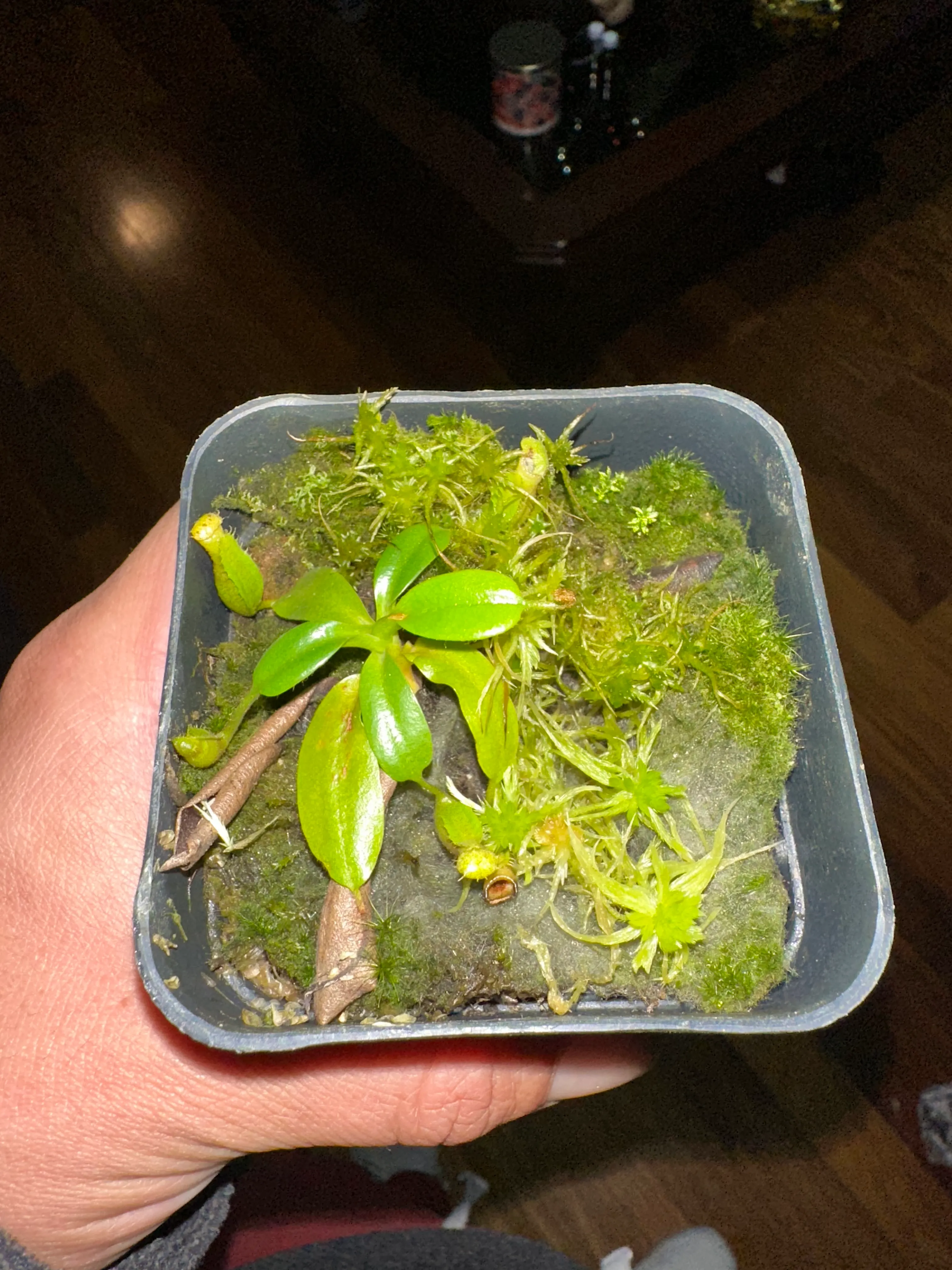 Nepenthes Villosa by marklt