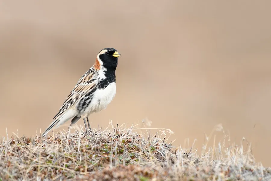 Lapland Longspur Calcarius lapponicus by genevieve