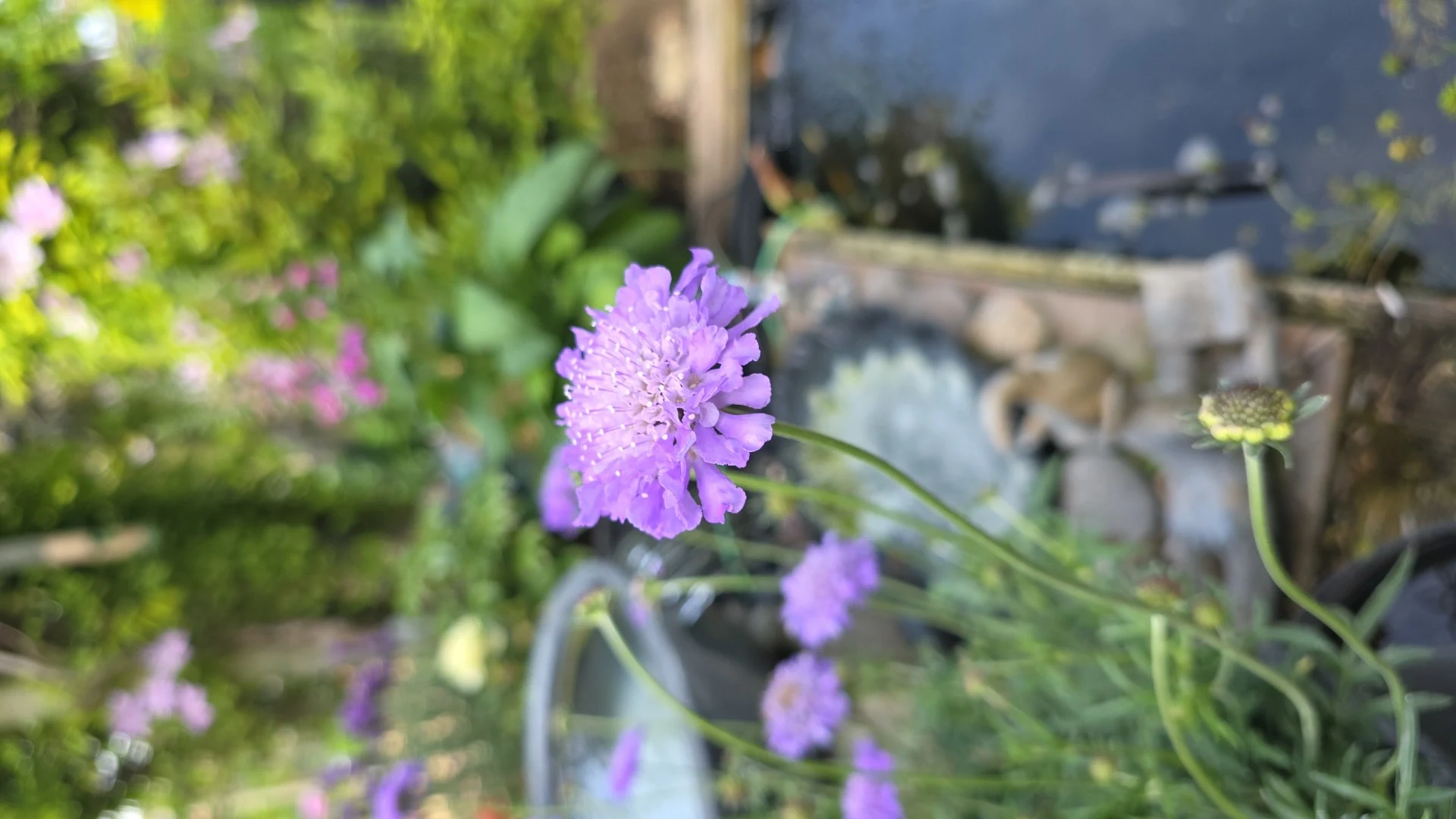 Scabiosa columbaria by Diyrednef
