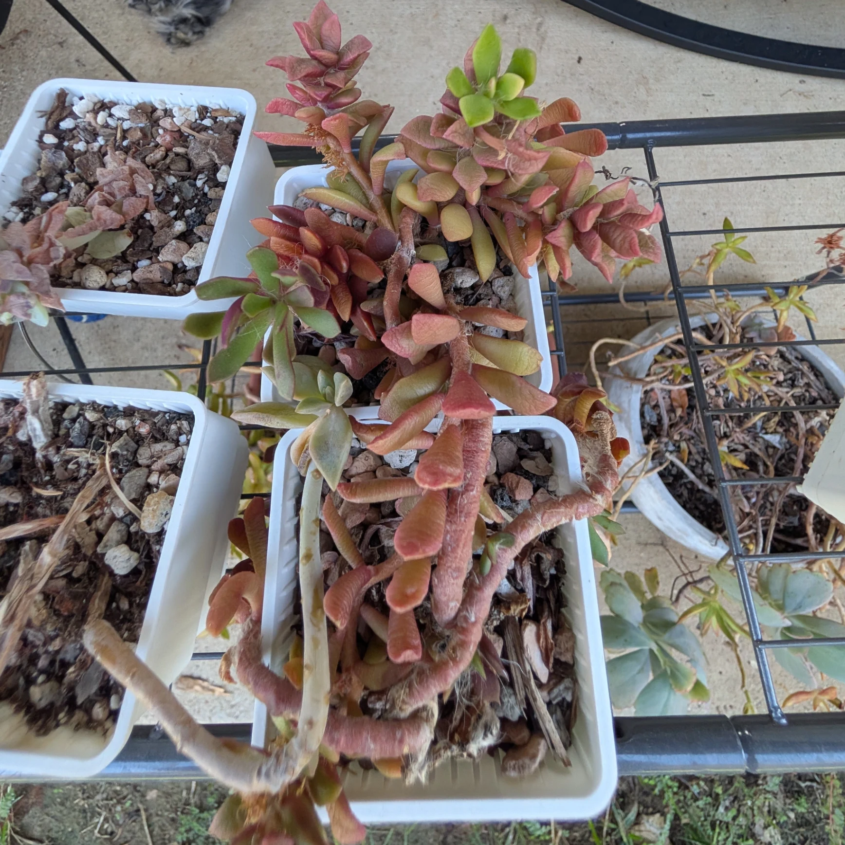 Crassula capitella 'Campfire' by mosswooddrive