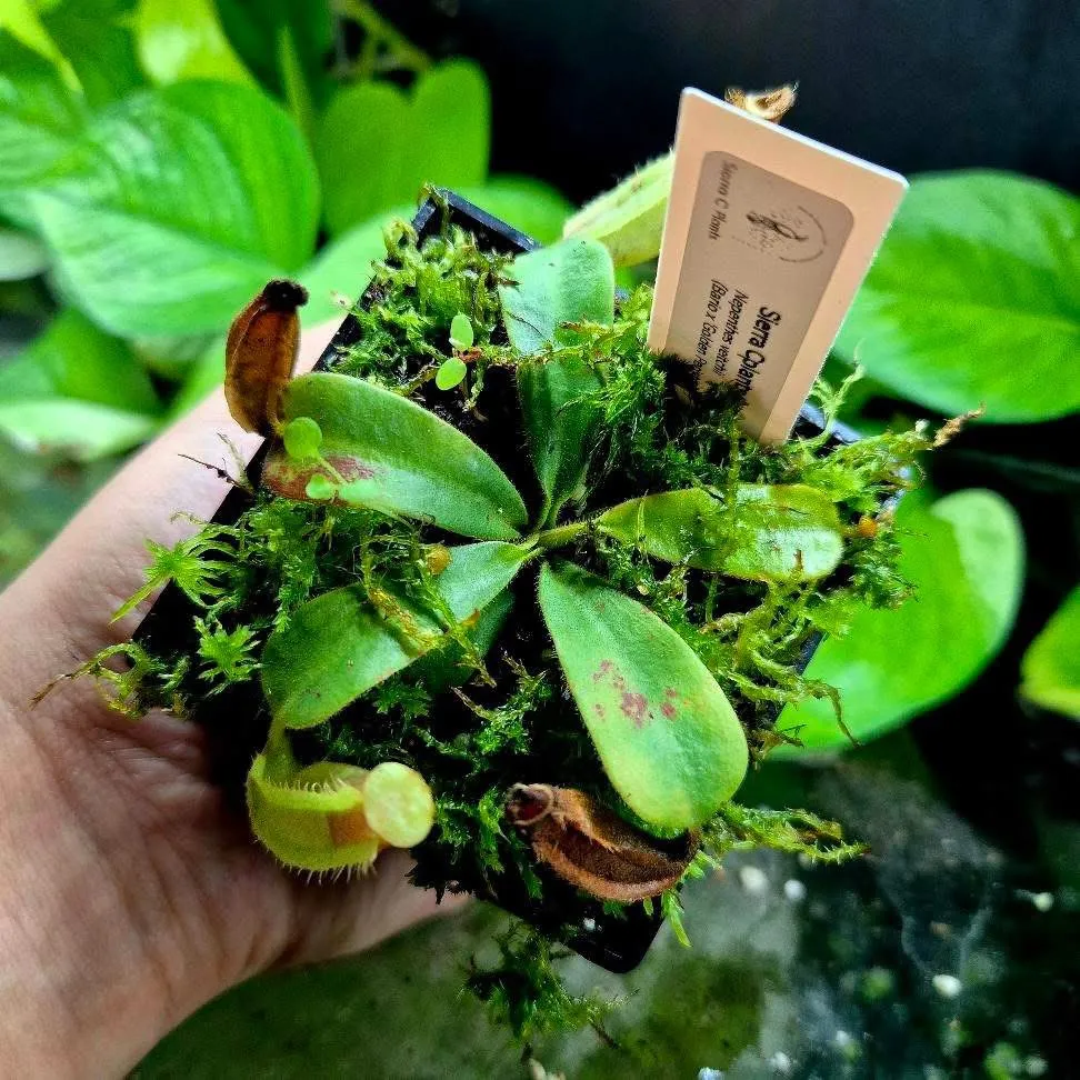 Nepenthes Veitchii 'Bario x Gold Peristome' by marklt