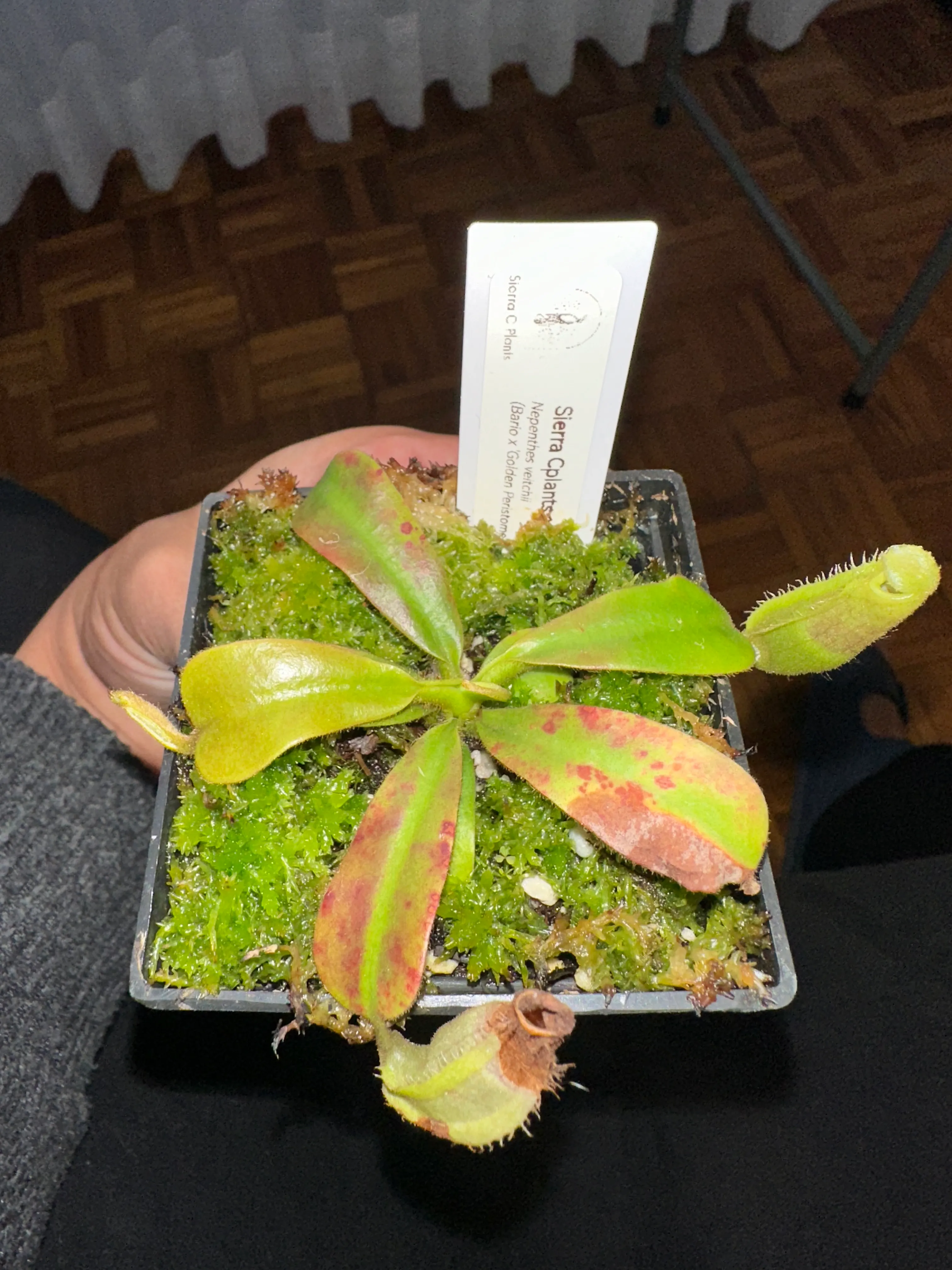 Nepenthes Veitchii 'Bario x Gold Peristome' by marklt
