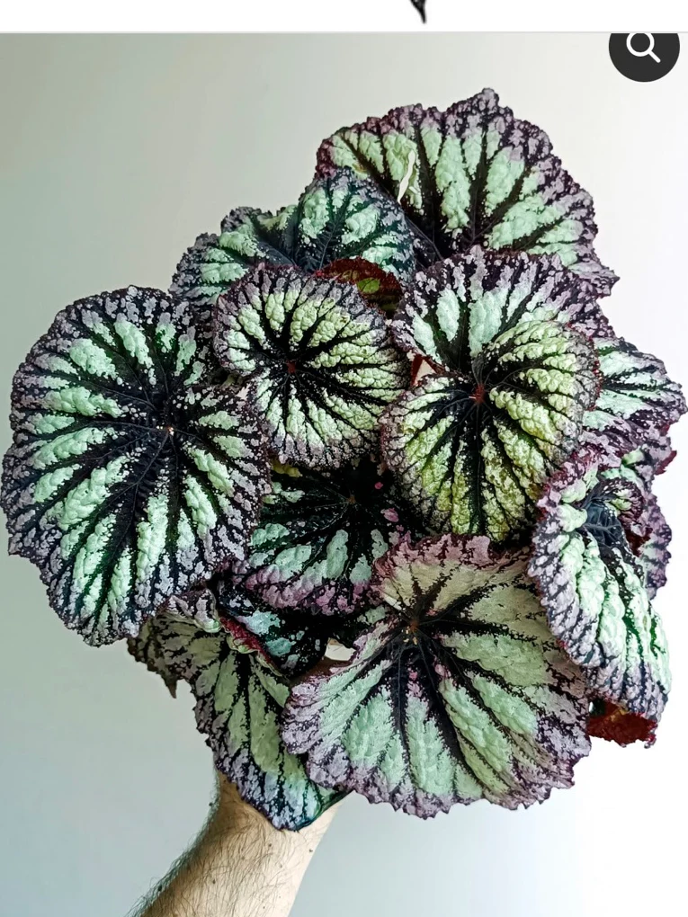 Begonia Fireworks by NashvilleNDP