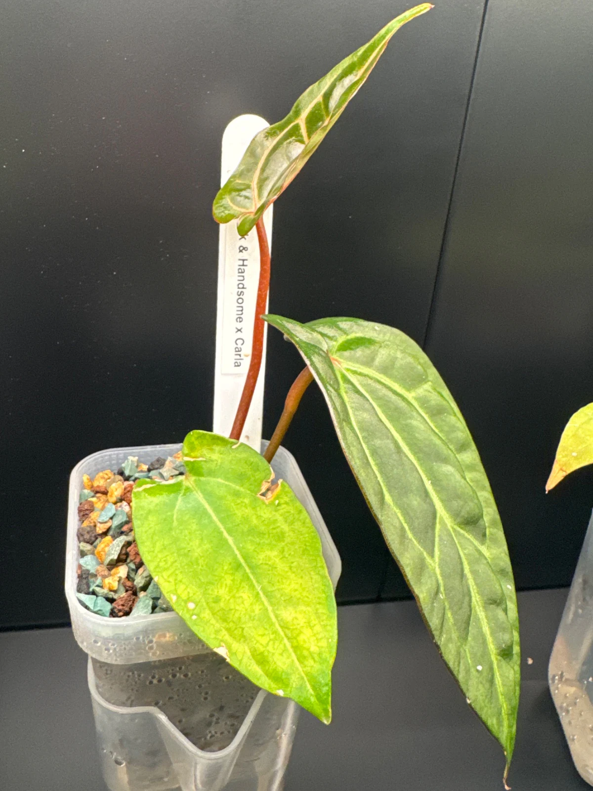 Anthurium Dark & Handsome x Carla by Zharia