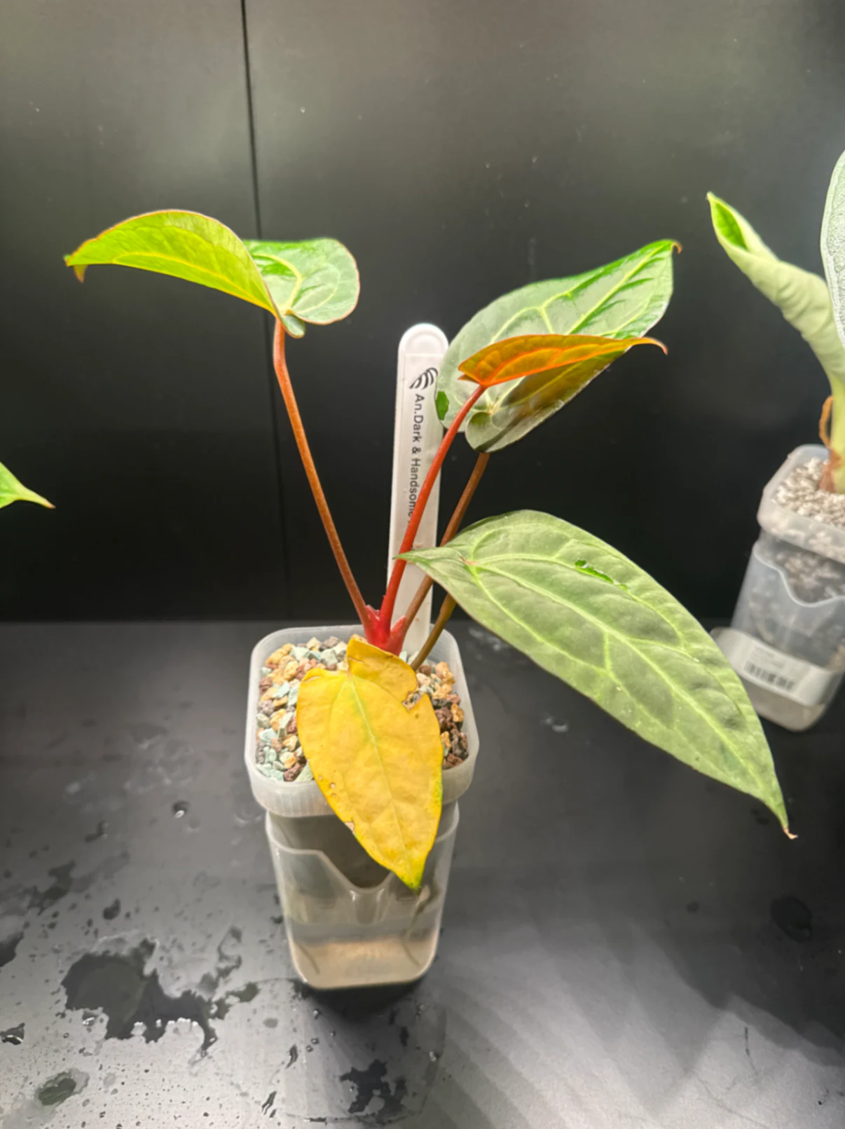 Anthurium Dark & Handsome x Carla by Zharia