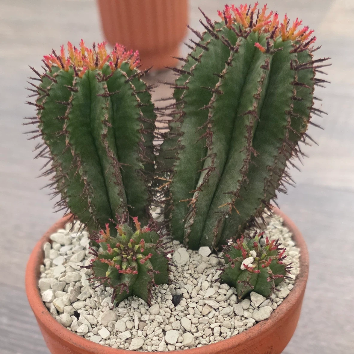 Euphorbia horrida by RoyalAlchemy