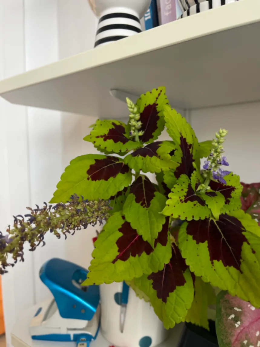 Coleus scutellarioides by Onda