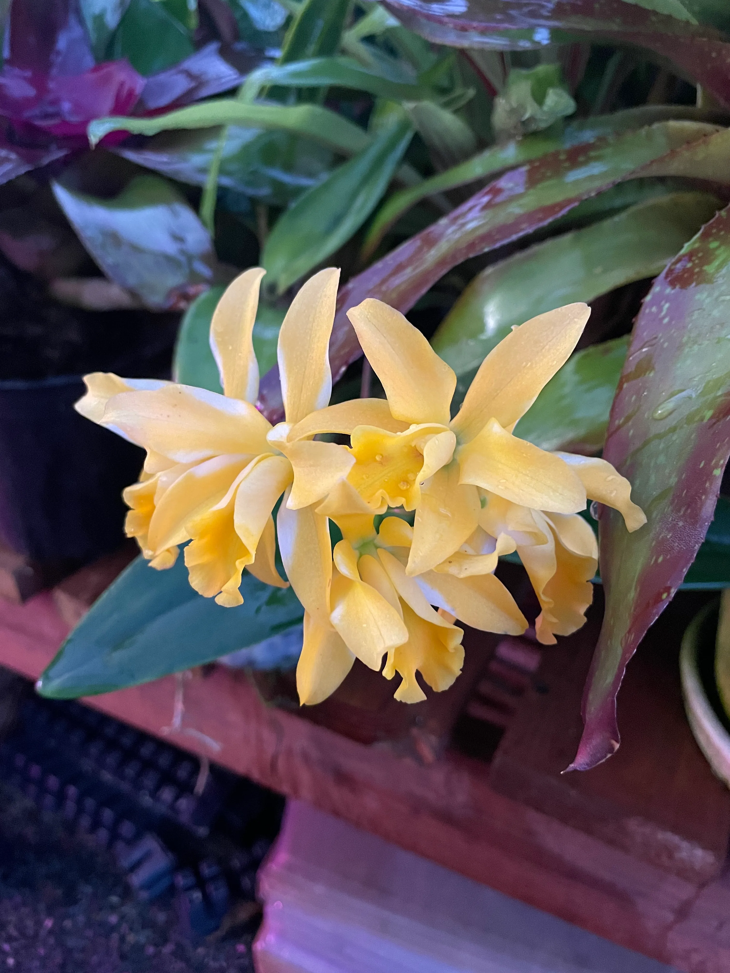 Cattleya by David