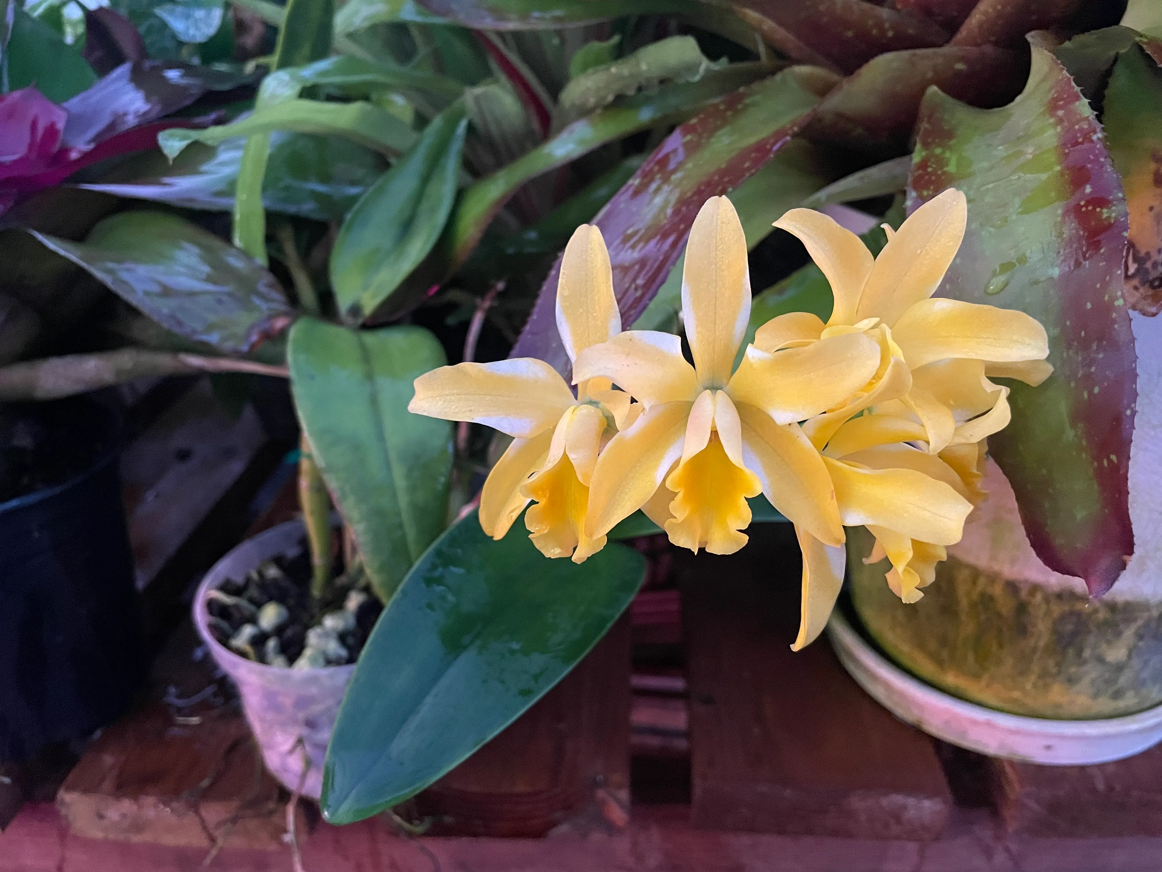 Cattleya by David