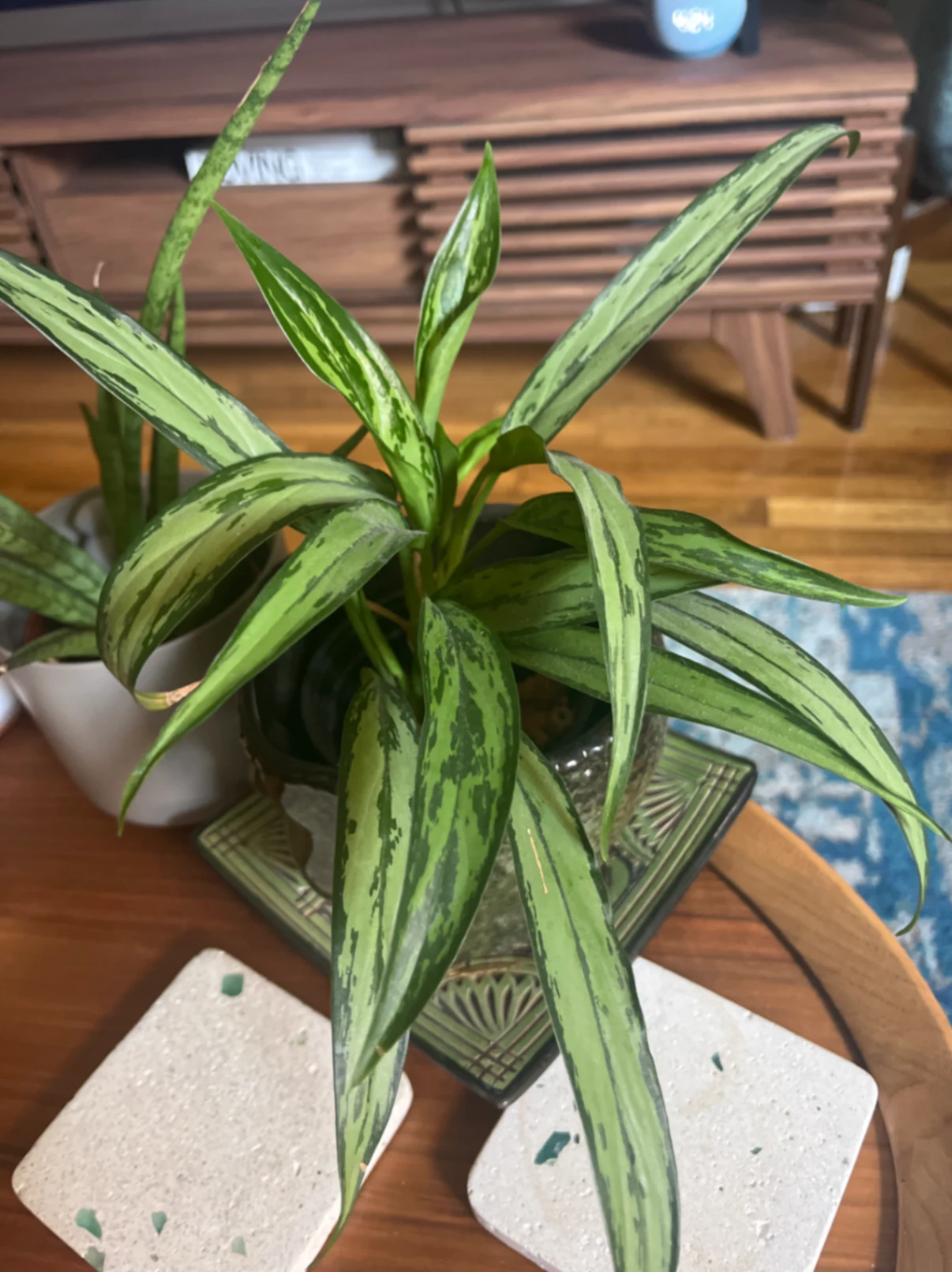 Aglaonema commutatum by joshchristoffersen