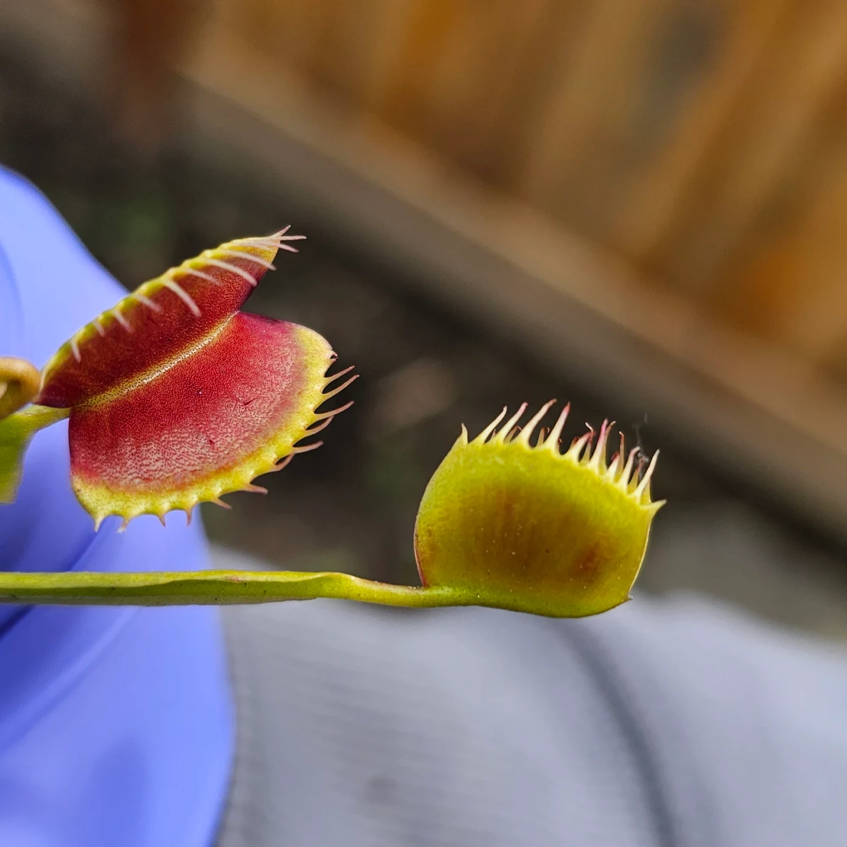 Dionaea muscipula by aaaamory