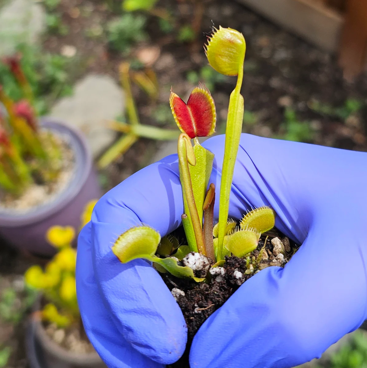 Dionaea muscipula by aaaamory