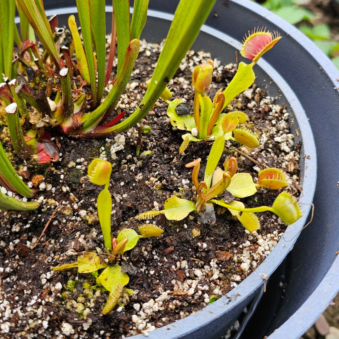 Dionaea muscipula by aaaamory
