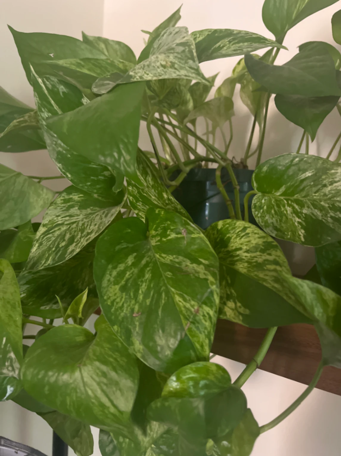 Epipremnum aureum 'Marble Queen' by joshchristoffersen