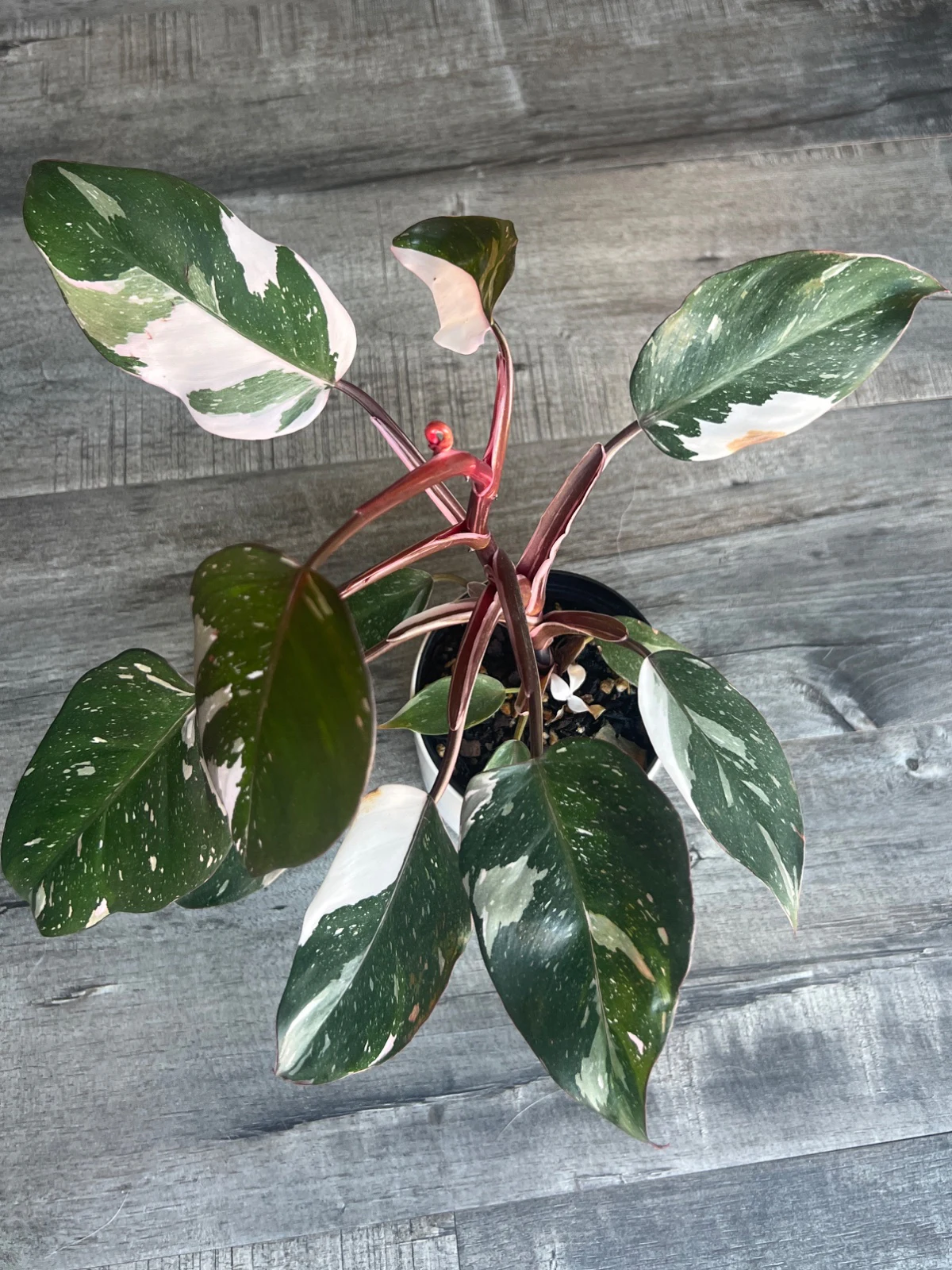 Philodendron erubescens 'red Anderson' by alohamora