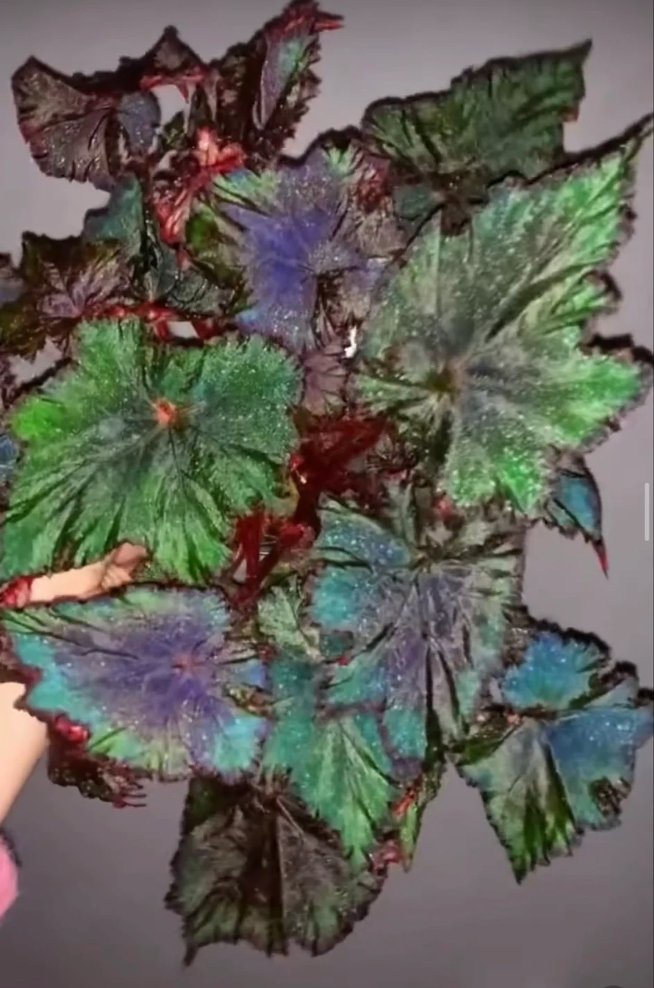 Begonia 'Cuba' by NashvilleNDP