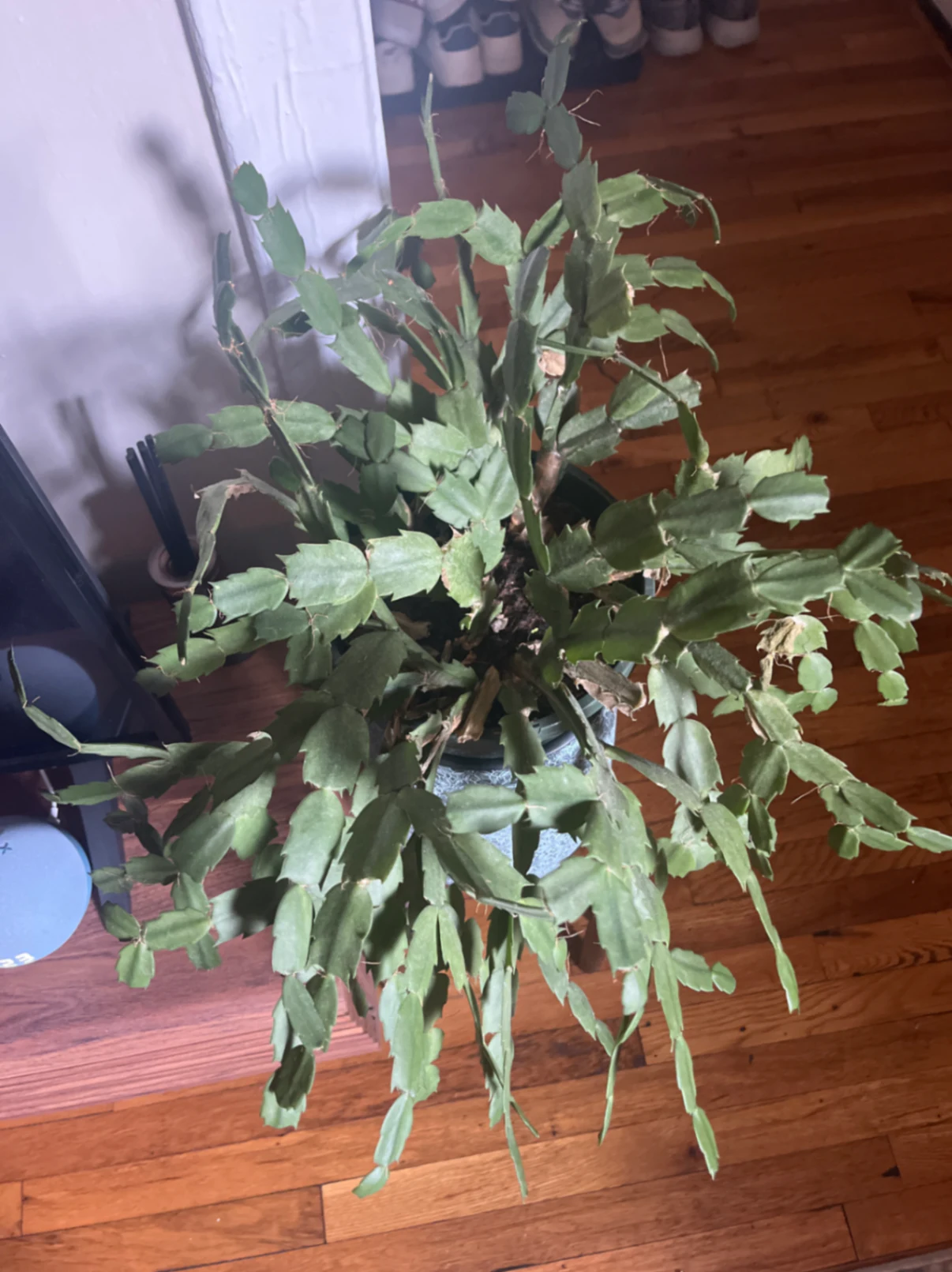 Schlumbergera truncata by joshchristoffersen