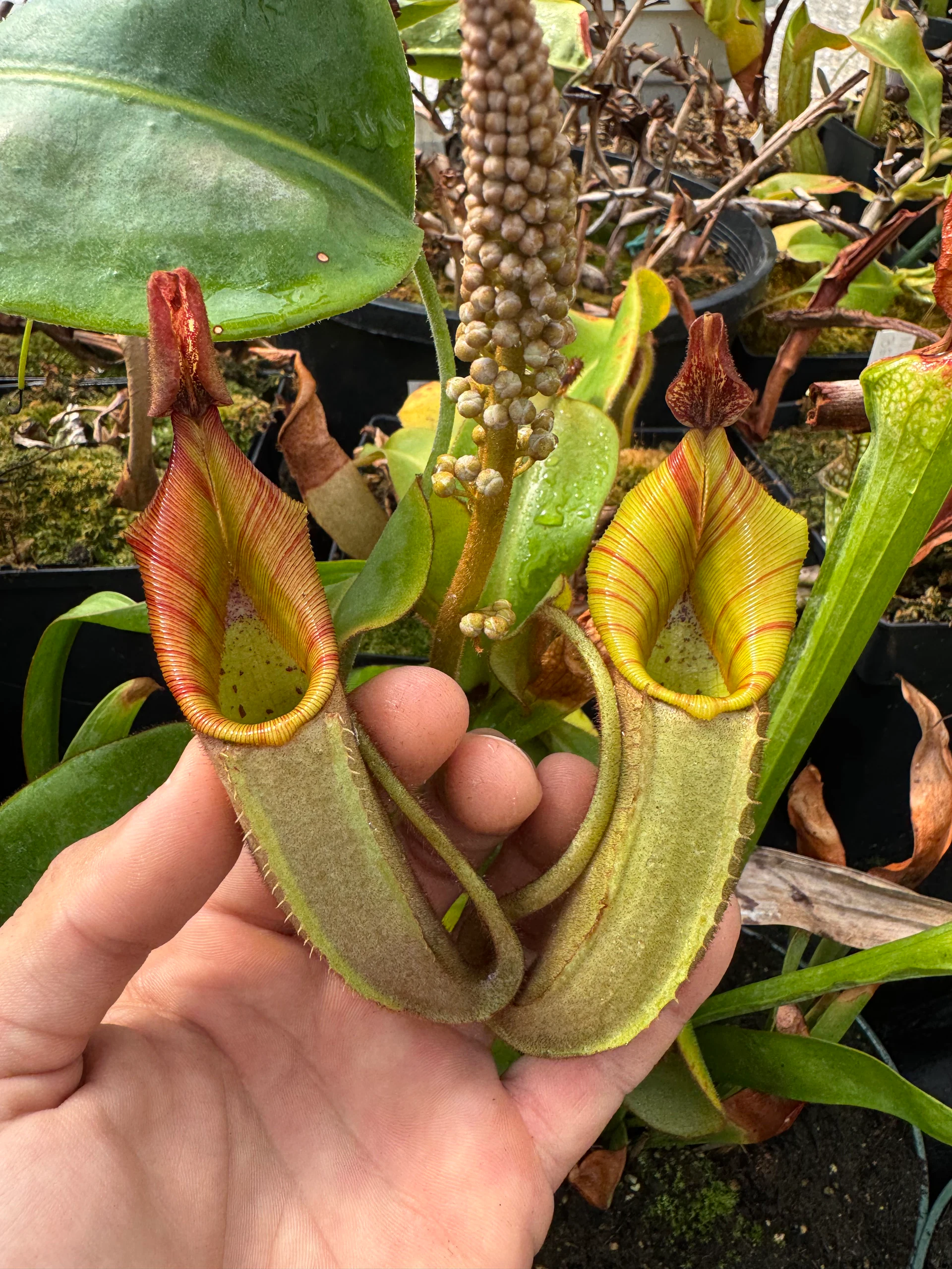 Nepenthes veitchii by David
