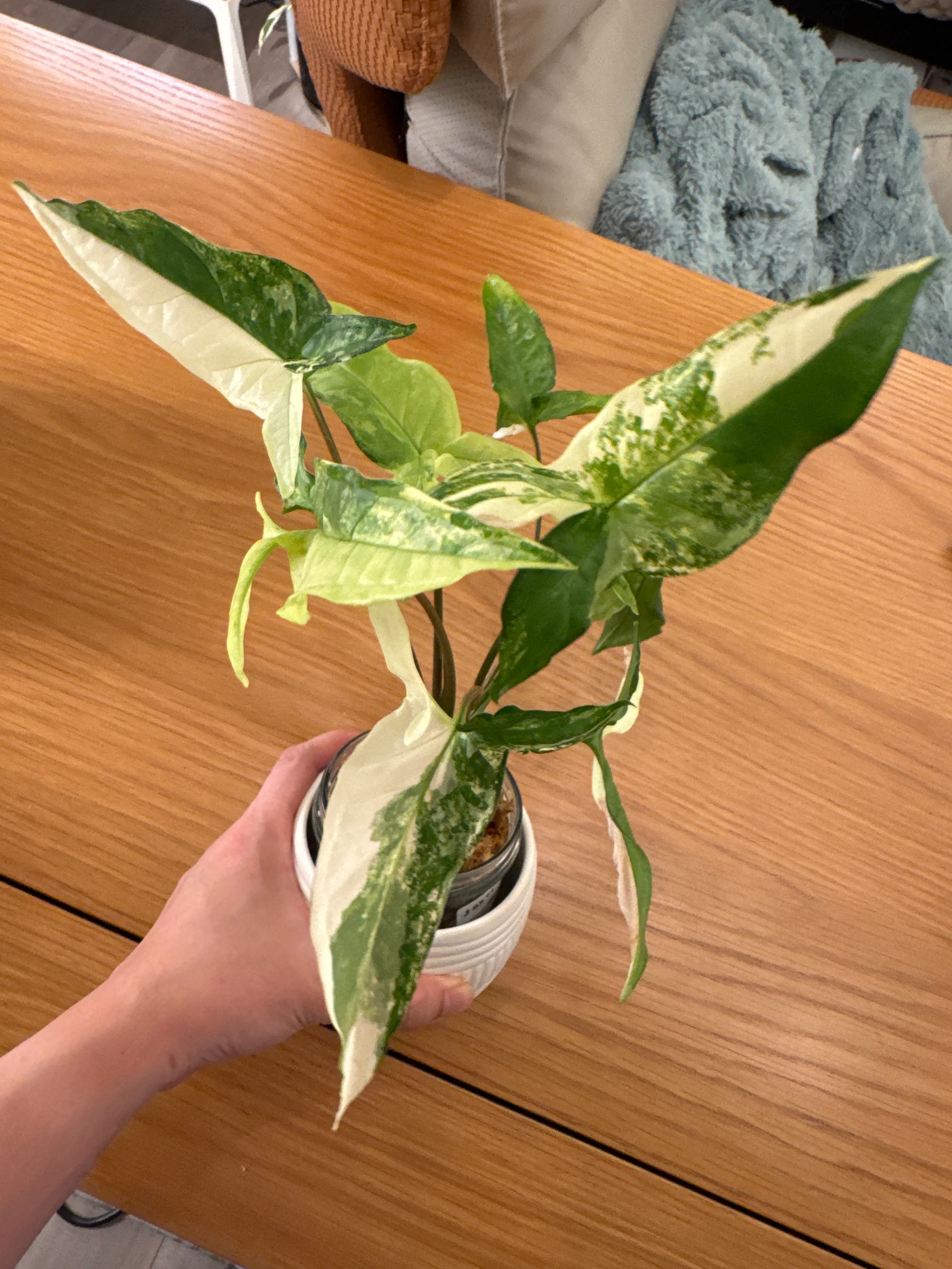 Syngonium podophyllum 'Variegated Angustatum' by Labuleaf
