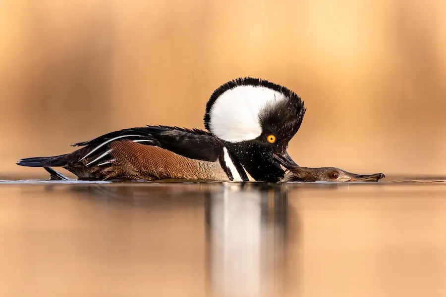 Hooded Merganser Lophodytes cucullatus by genevieve