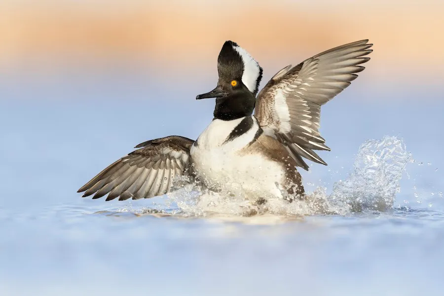 Hooded Merganser Lophodytes cucullatus by genevieve