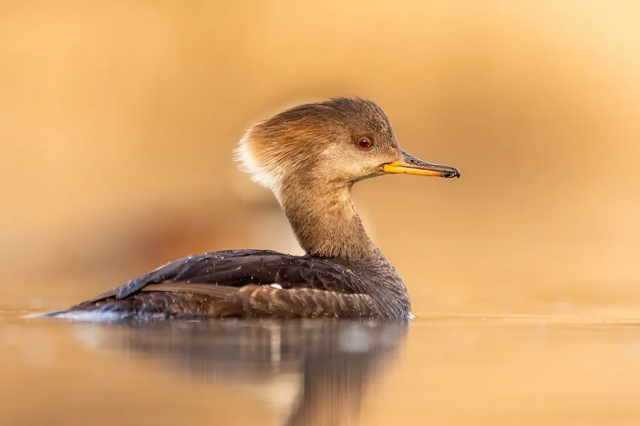 Hooded Merganser Lophodytes cucullatus by genevieve
