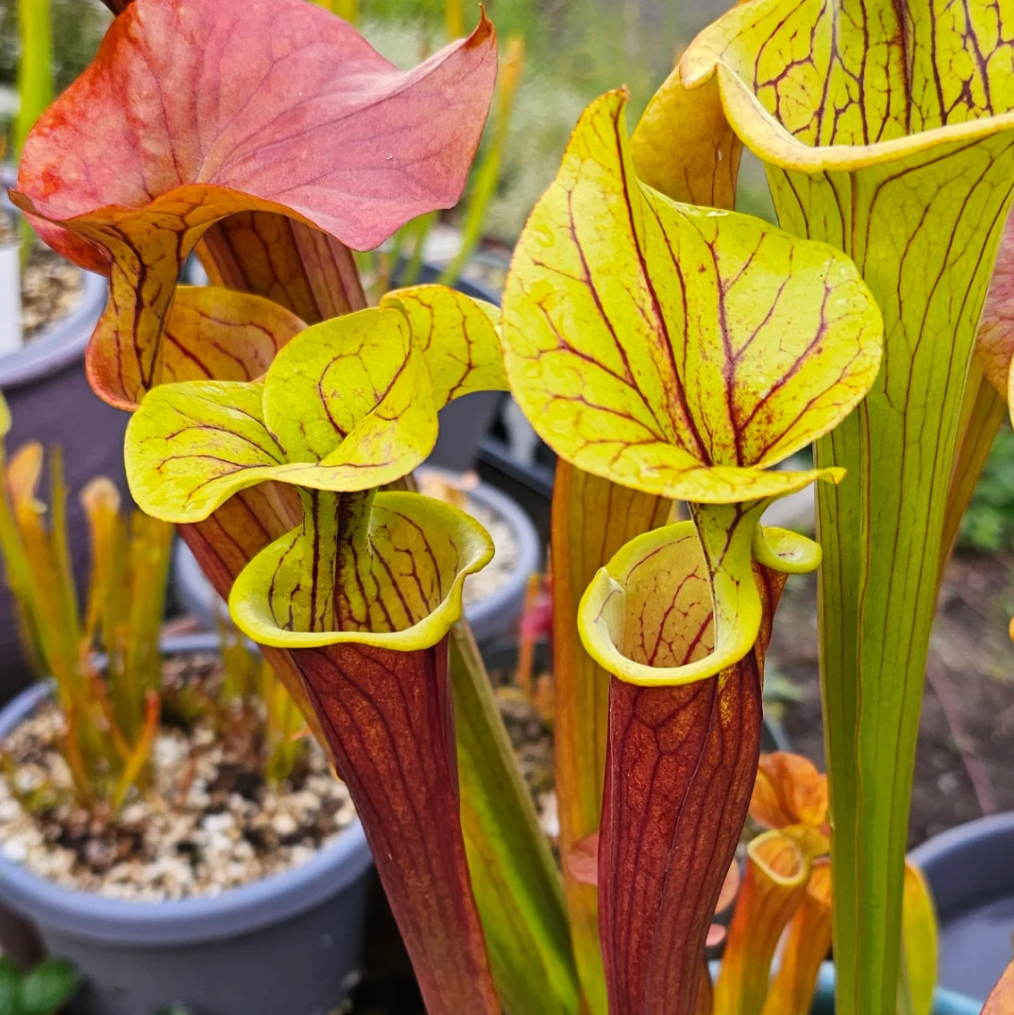 Sarracenia 'Saurus' × 'Doreen's Colossus' by aaaamory