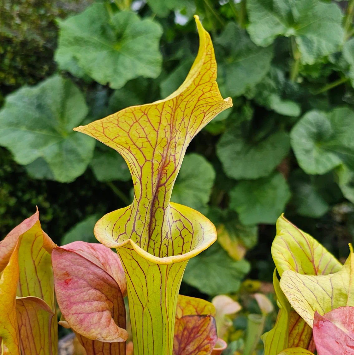 Sarracenia 'Saurus' × 'Doreen's Colossus' by aaaamory