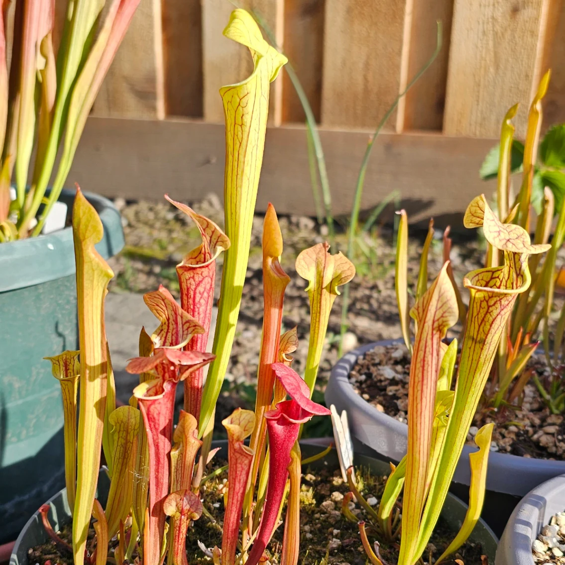 Sarracenia 'Saurus' × 'Doreen's Colossus' by aaaamory