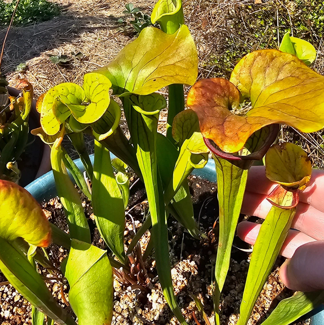 Sarracenia 'Saurus' × 'Doreen's Colossus' by aaaamory