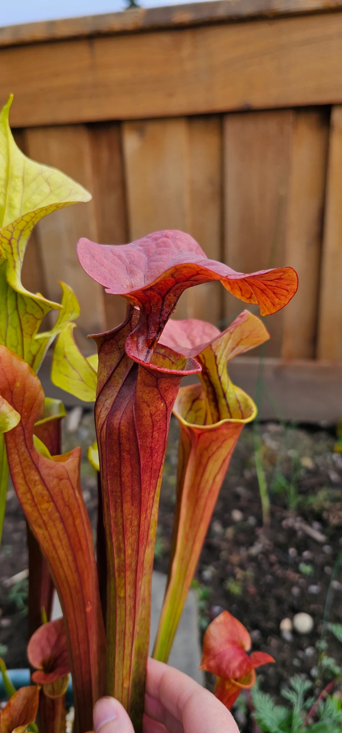 Sarracenia 'Saurus' × 'Doreen's Colossus' by aaaamory
