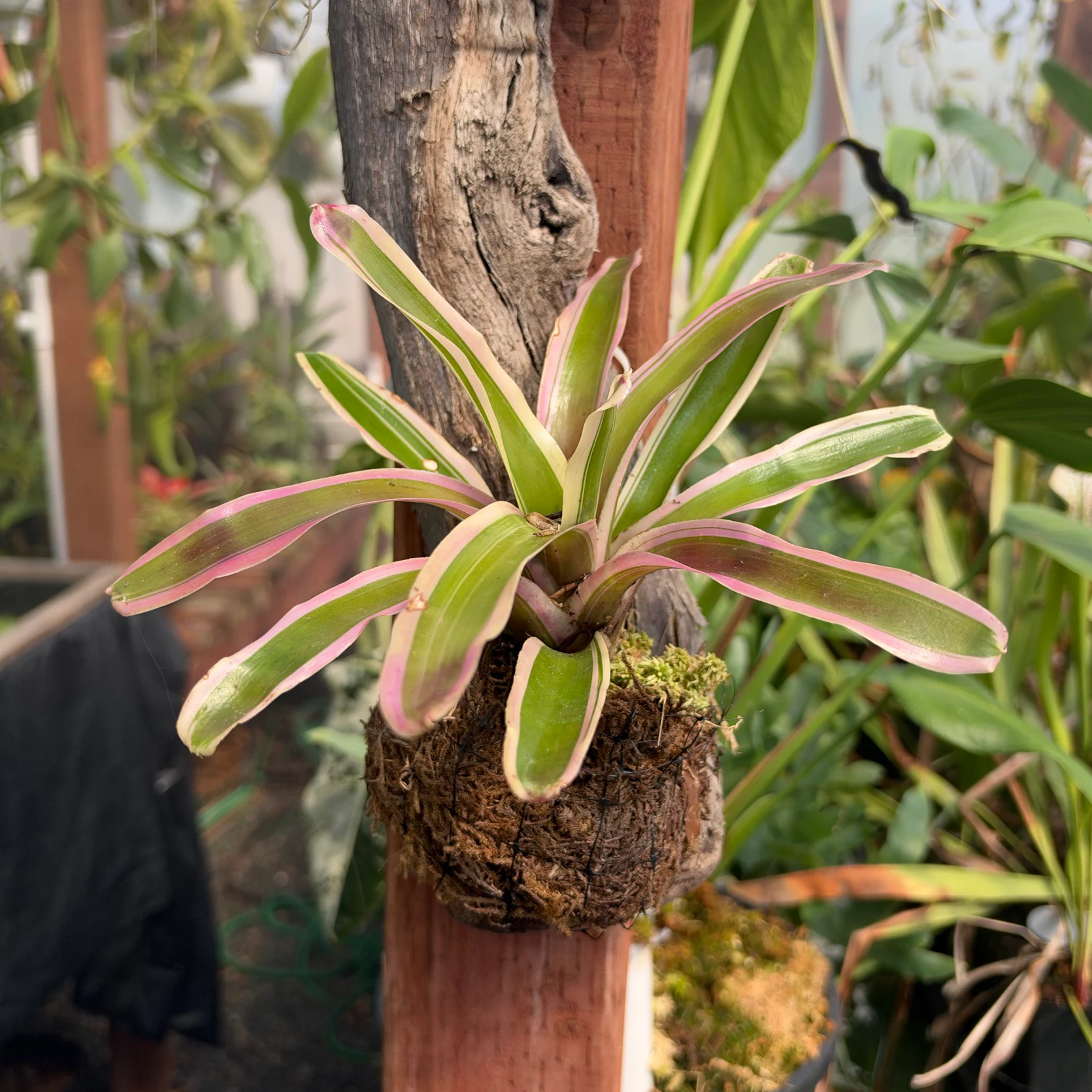 Neoregelia Donger by David