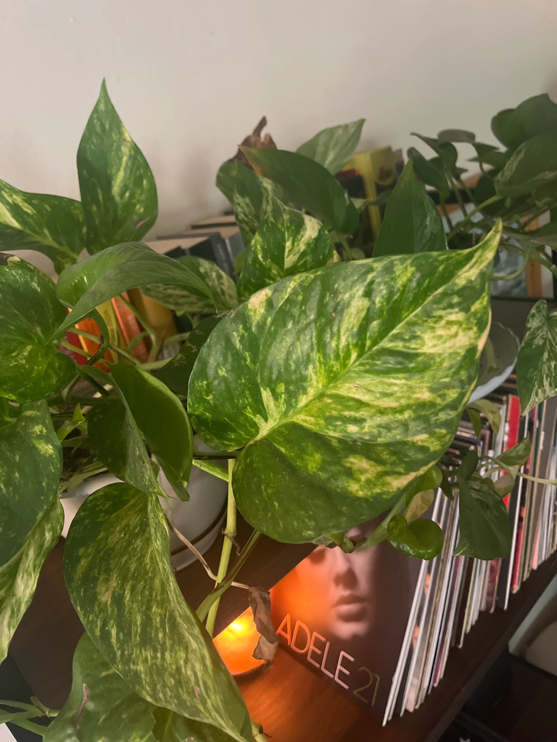 Epipremnum aureum by joshchristoffersen